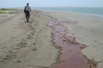 Photo from - gulfspillrestoration.noaa.gov